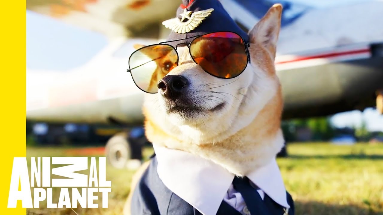 Pet Passengers: Traveling with Your Furry Friends