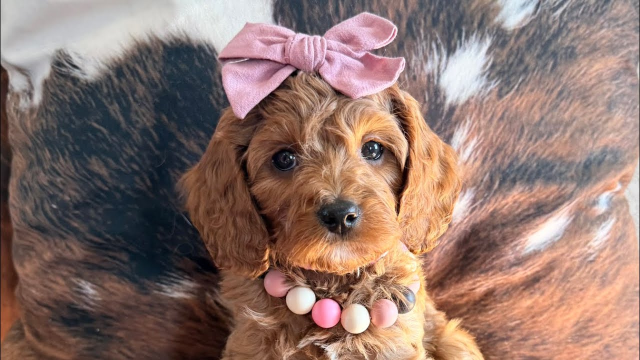 Charlotte Temperament Test (Lady & Louie Cavapoo 2026)