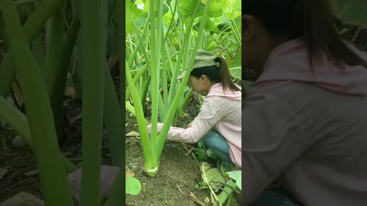 Taro Farming #satisfying #shot