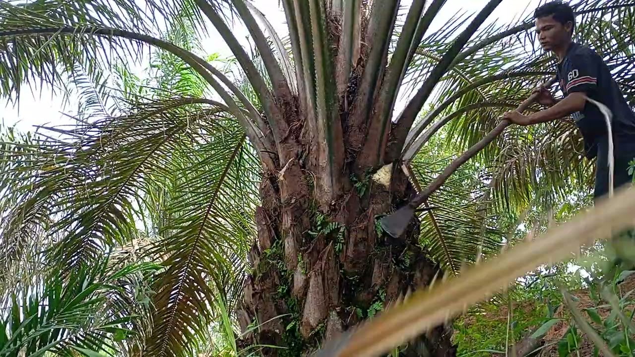 Pelepah Sawit Keras Pun Di Hajar