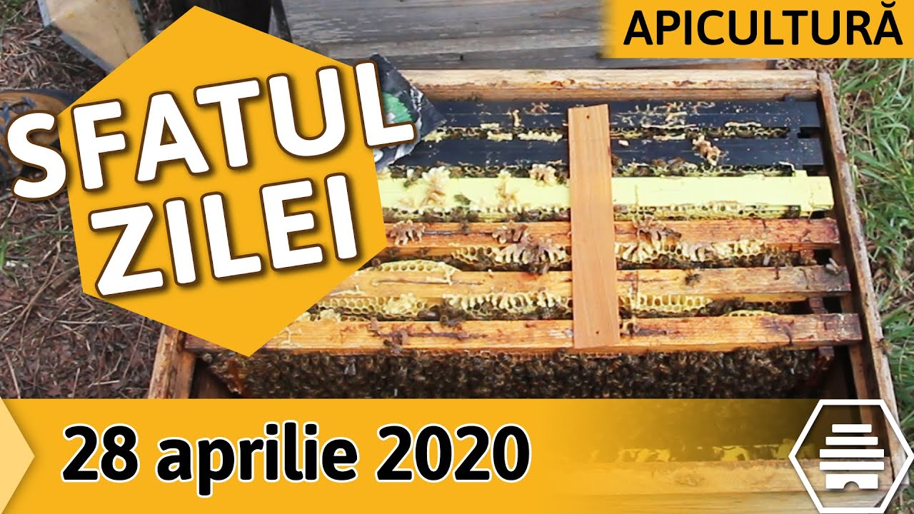 Ce tratamente ANTIVARROA folosește Mihai Grama [Sfatul zilei - 28.04.2020]