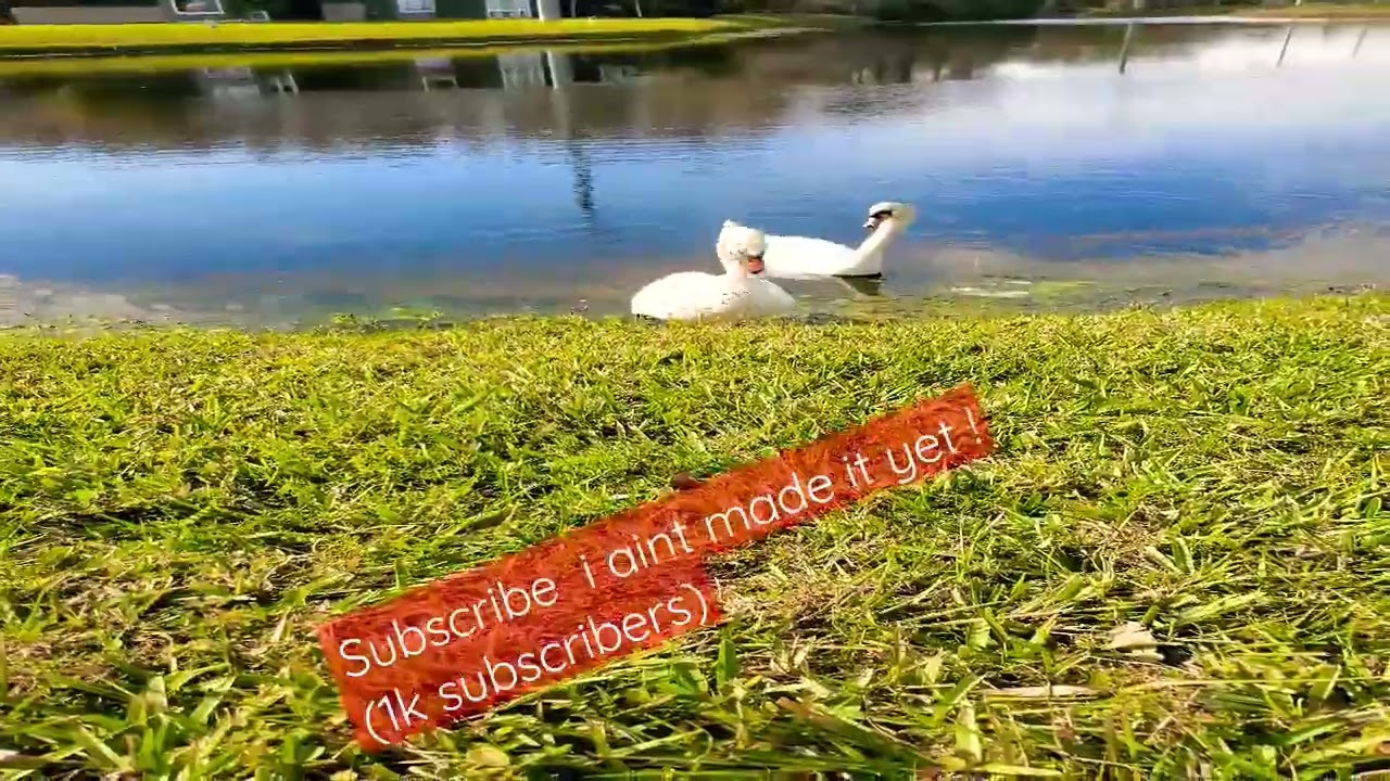 swan life is real ... #swans @SWANTheVoice #share #shorts #short #viral #quick #neo #8k #relaxing