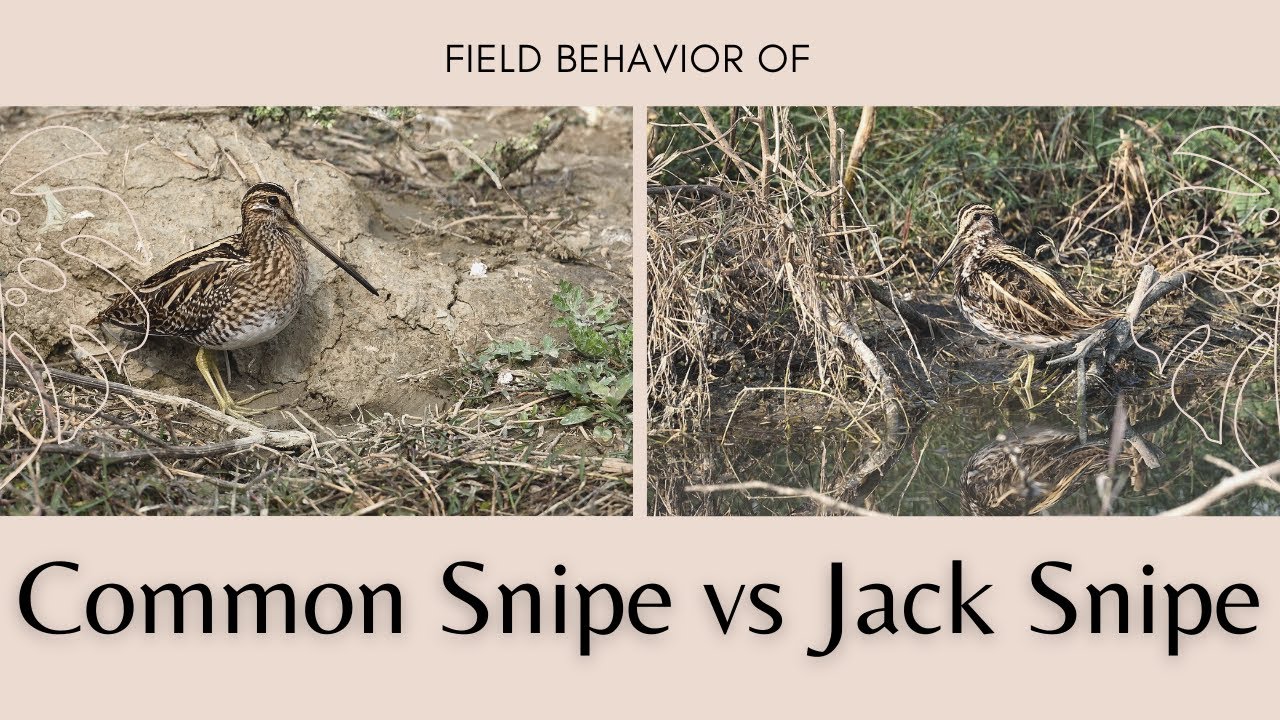 Common Snipe vs Jack Snipe ... Filed behavior and size comparison #BirdsOfIndia