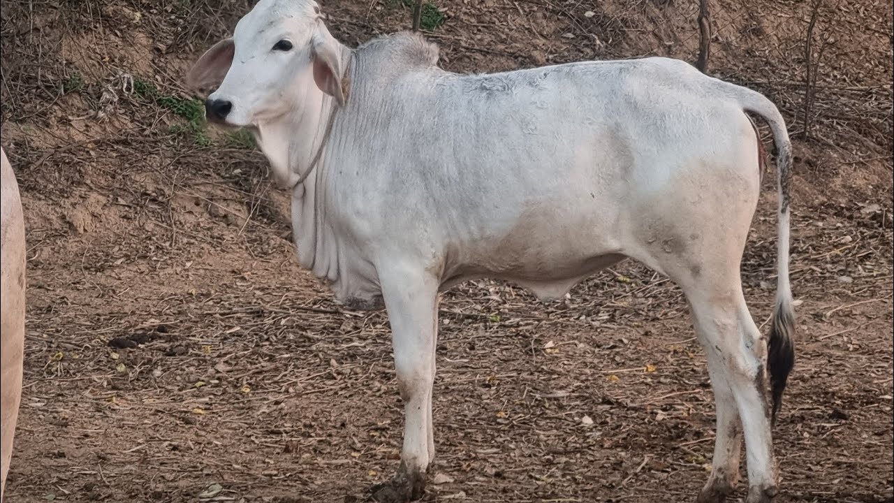 वर्ल्ड फेमस वाइट कपिला मंगल बुल कॉफ नेचुरल मीटिंग बुल #TM 223 #bull #cow #nature 