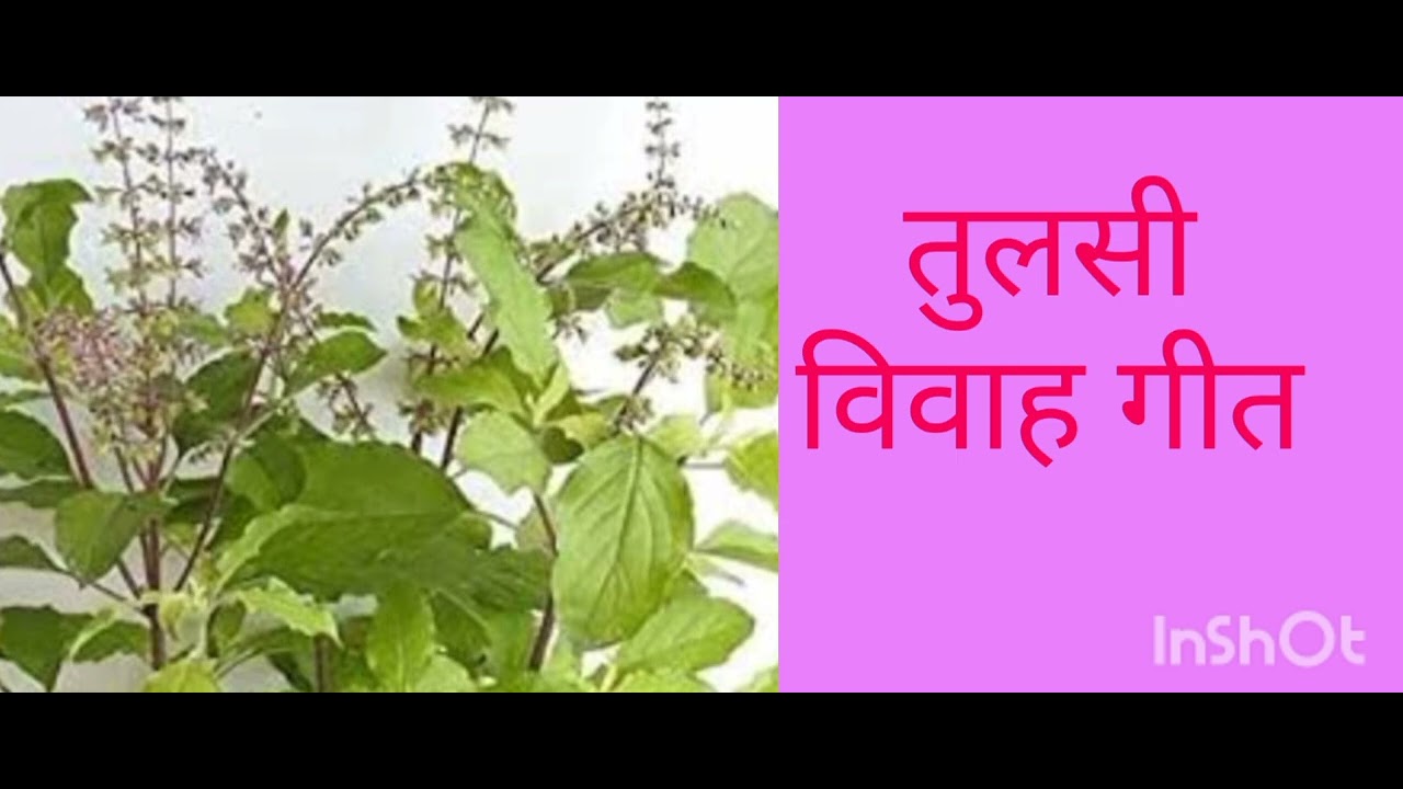तुलसी ढूंढ चलनी शालिग्राम जाने कहा पायब विश्राम...