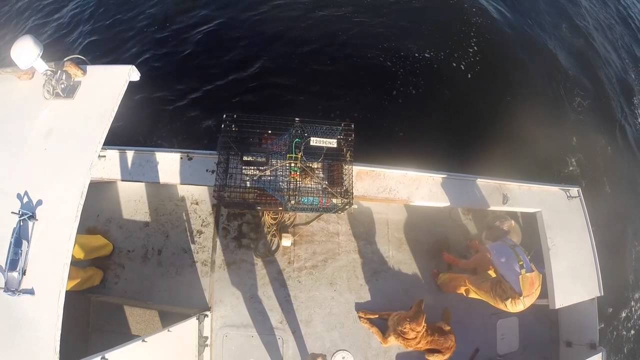 Pulling Traps on the Black Swan