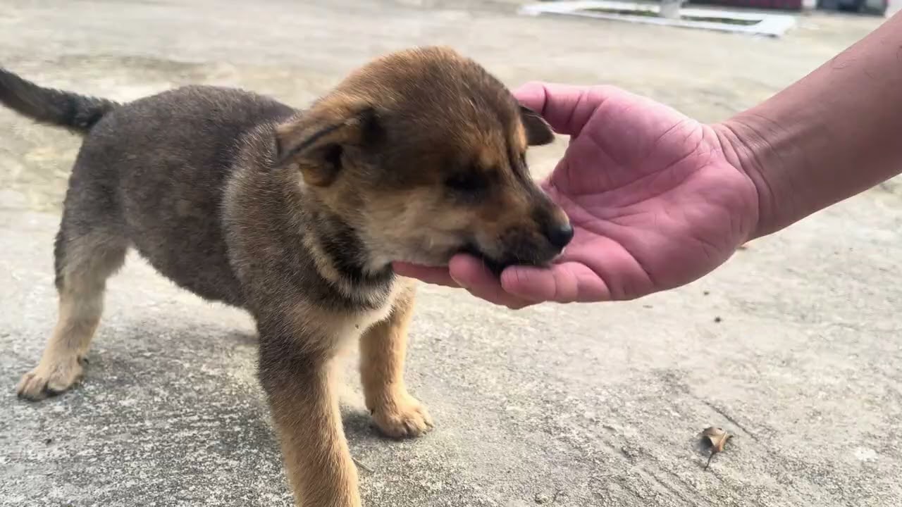 The One-Eyed Puppy Is Now Running and Playing Happily 🐶❤️
