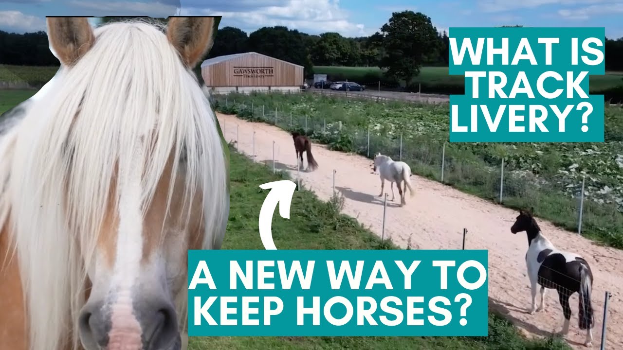 Неправильно ли мы содержим лошадей? Интервью с Gawsworth Track Livery