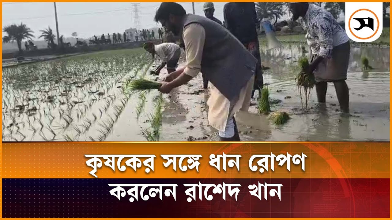 ঝিনাইদহে কৃষকের সঙ্গে ধান রোপণ করলেন বিএনপি প্রার্থী রাশেদ খান | | Samakal News
