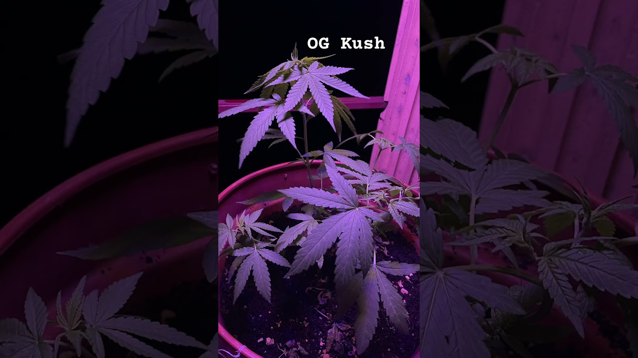 OG kush (royal queen seeds) veg week 2 #outdoors #cannabiseducation