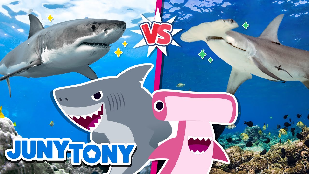 Shark vs. Shark 🦈 | Shark Battle! | Fun Fucts About Animals | Kids Song | JunyTony