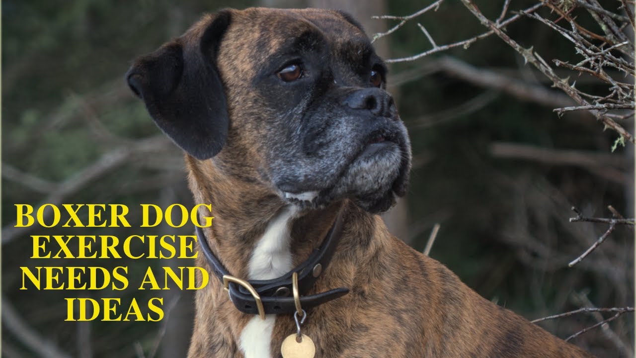 Boxer Dog Daily Exercise [Needs and Ideas]