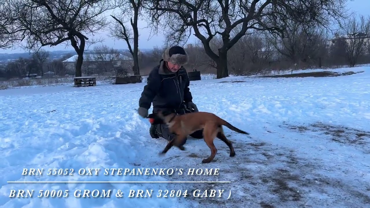 BRN 55052 Oxy Stepanenko’s Home , puppy 