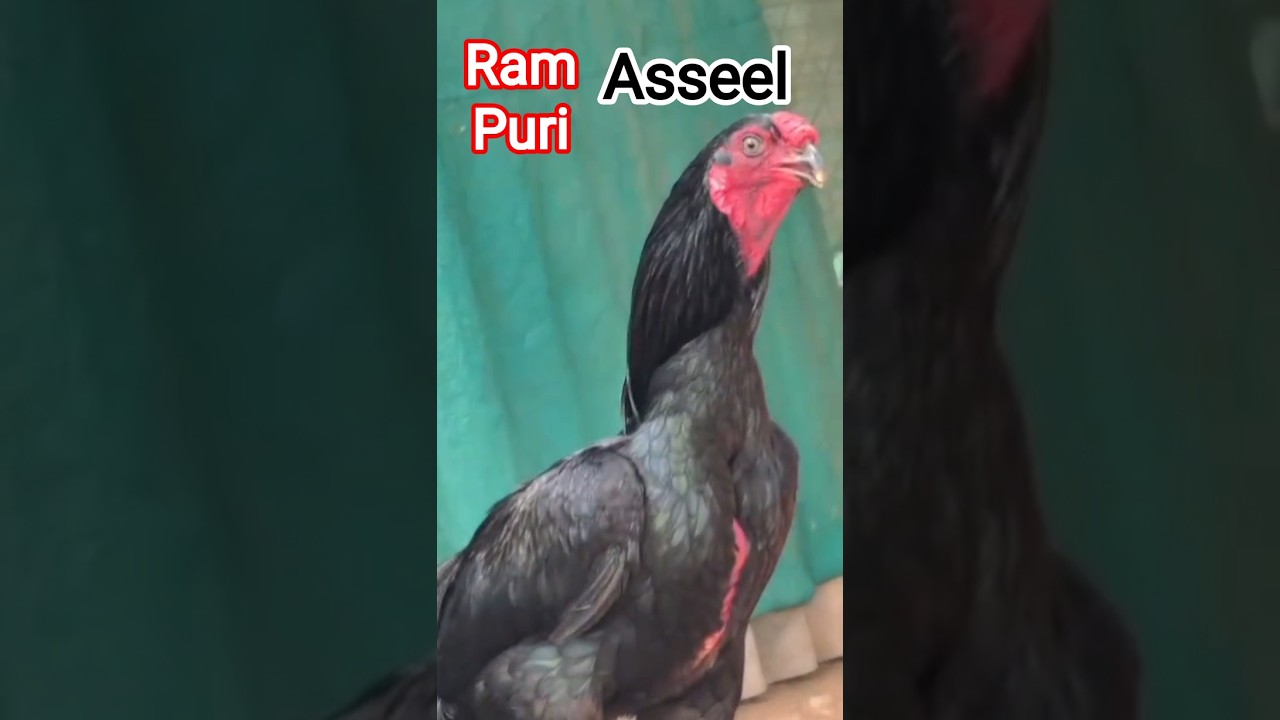 Rampuri Asseel murga 🐓