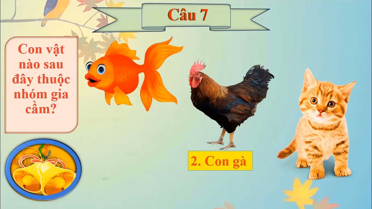 CÂU HỎI RUNG CHUÔNG VÀNG MÔN KHÁM PHÁ MÔI TRƯỜNG XUNG QUANH/ RUNG CHUÔNG VÀNG MẦM NON/ Bơ Béo TV