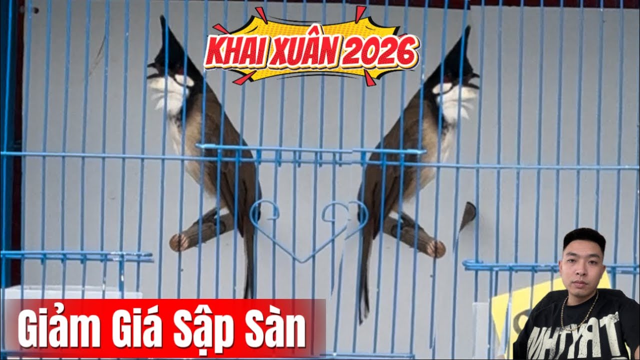 4-3. KHAI XUÂN 2026. GIẢM PHÍ SẬP SÀN CHO AE THAM KHẢO. BỘ TO GIỌNG HAY. CHIM TUYỂN CHỌN VÍP