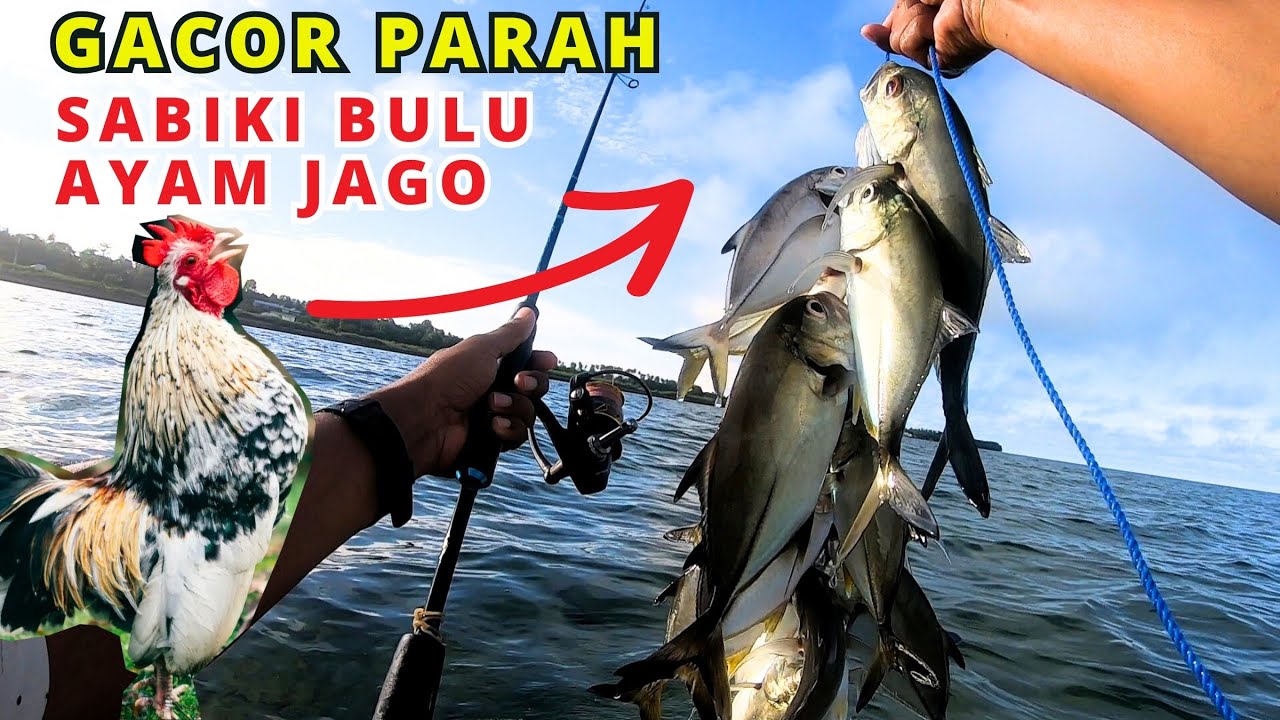 SABIKI BULU AYAM JAGO‼️FULL STRIKE SAMPE NGOS-NGOSAN |ULTRALIGHT FISHING|