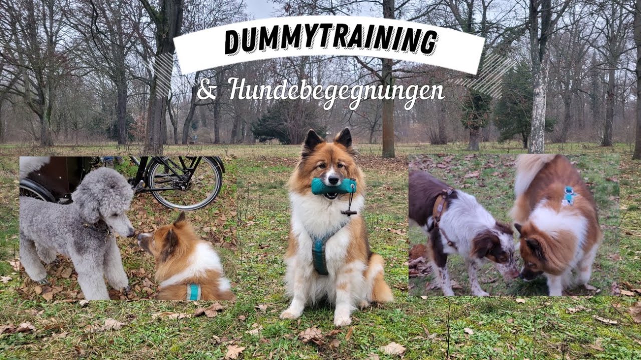 Dummytraining & Hundebegegnungen