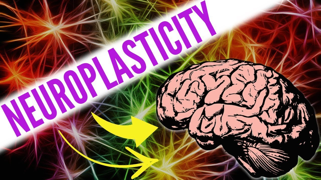 Top 8 Way Increase Neuroplasticity