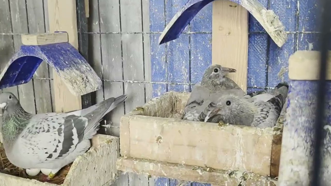 Nagpa ronda na tayo.Wag sana madali ng hawk.
