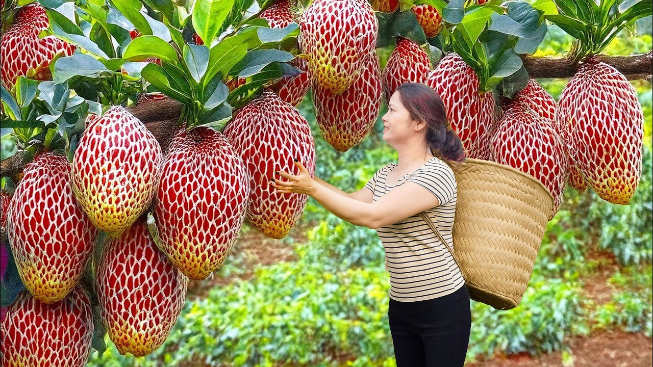 Harvesting Giant King Lychee | From 1000-Tree Lychee Orchard to The US Market