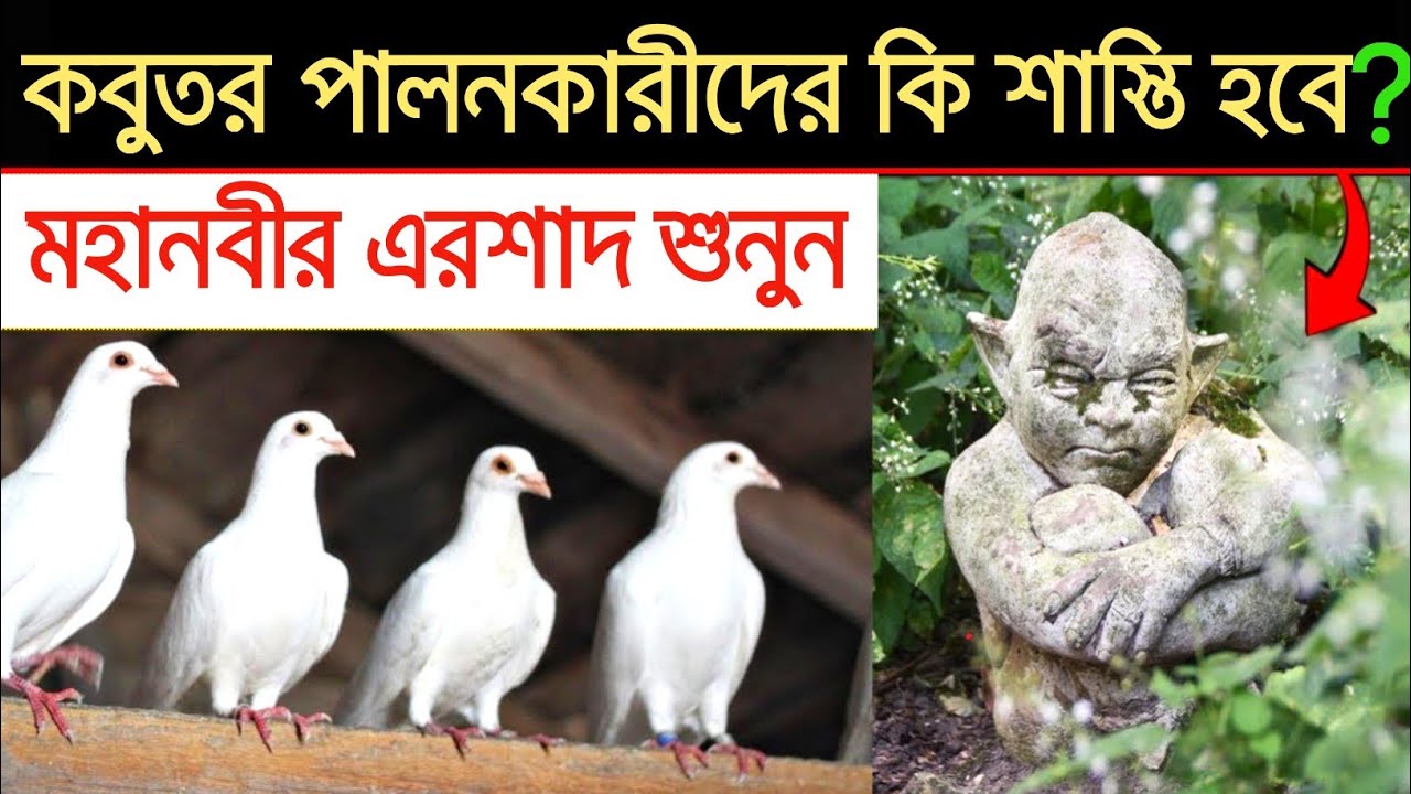 কবুতর কখন বদদোয়া করে | কবুতর পালনকারীদের উপর আল্লাহর আযাব | রসূল সাঃ জানিয়েছেন | @mralimi
