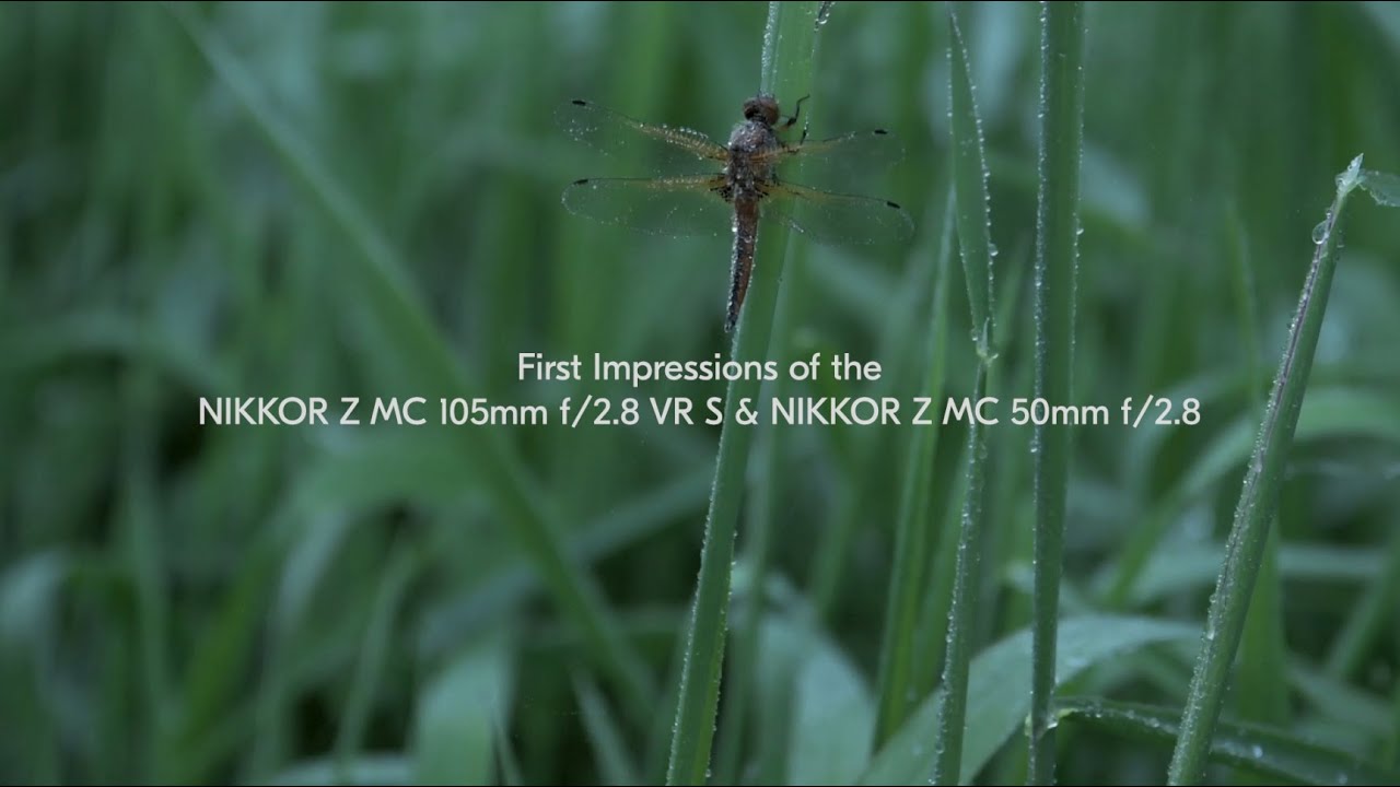 First Impressions of the NIKKOR Z MC 105mm f/2.8 VR S & NIKKOR Z MC 50mm f/2.8 with Ross Hoddinott