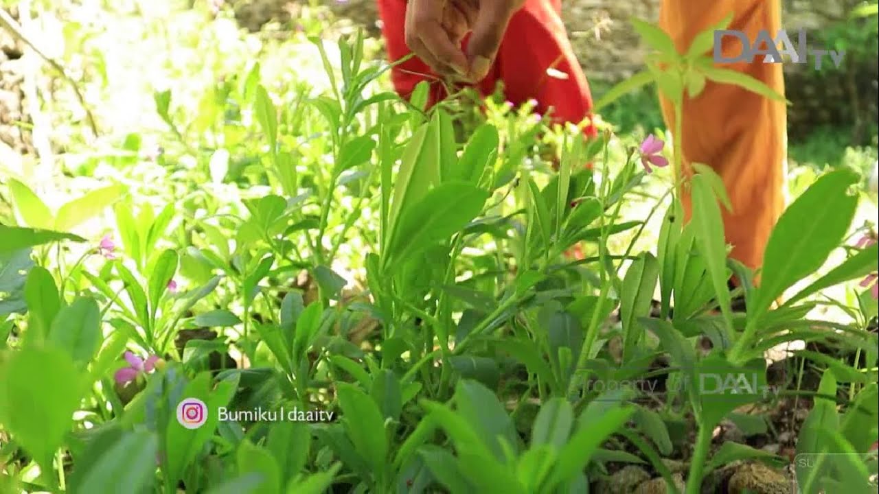 Belajar Kearifan dari Desa | Bumiku Satu
