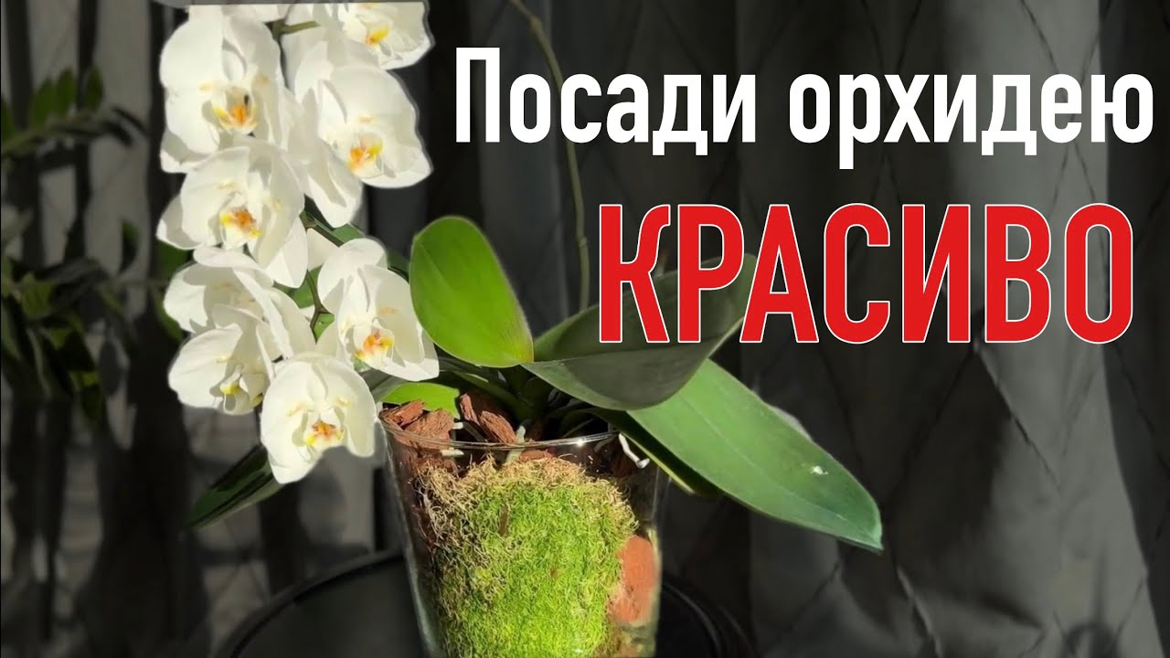 Твоя орхидея сбросит бутоны, если НЕ сделаешь это | Посадка в закрытую систему