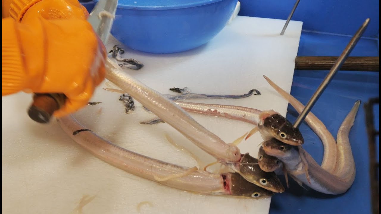 [4K]손이 정말 많이가는 붕장어(아나고) 손질법,샤브샤브_Conger eel  sashimi_Korean street food
