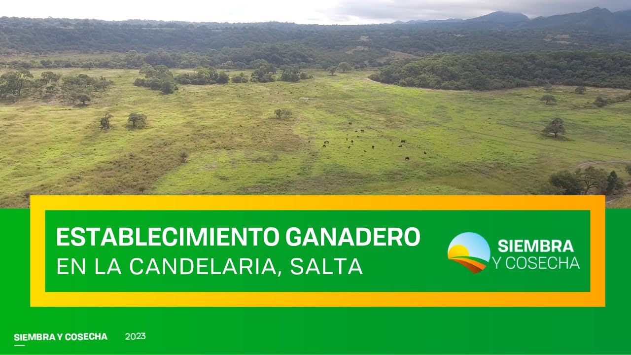 SIEMBRA Y COSECHA TV: Establecimiento ganadero Santa Rita, Salta