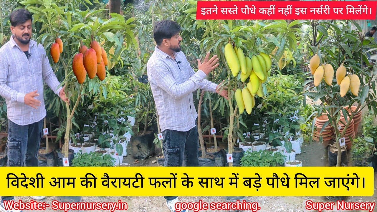 Big size mango plant | Top world thailand mango variety | mango plant nursery | exotic mango plant