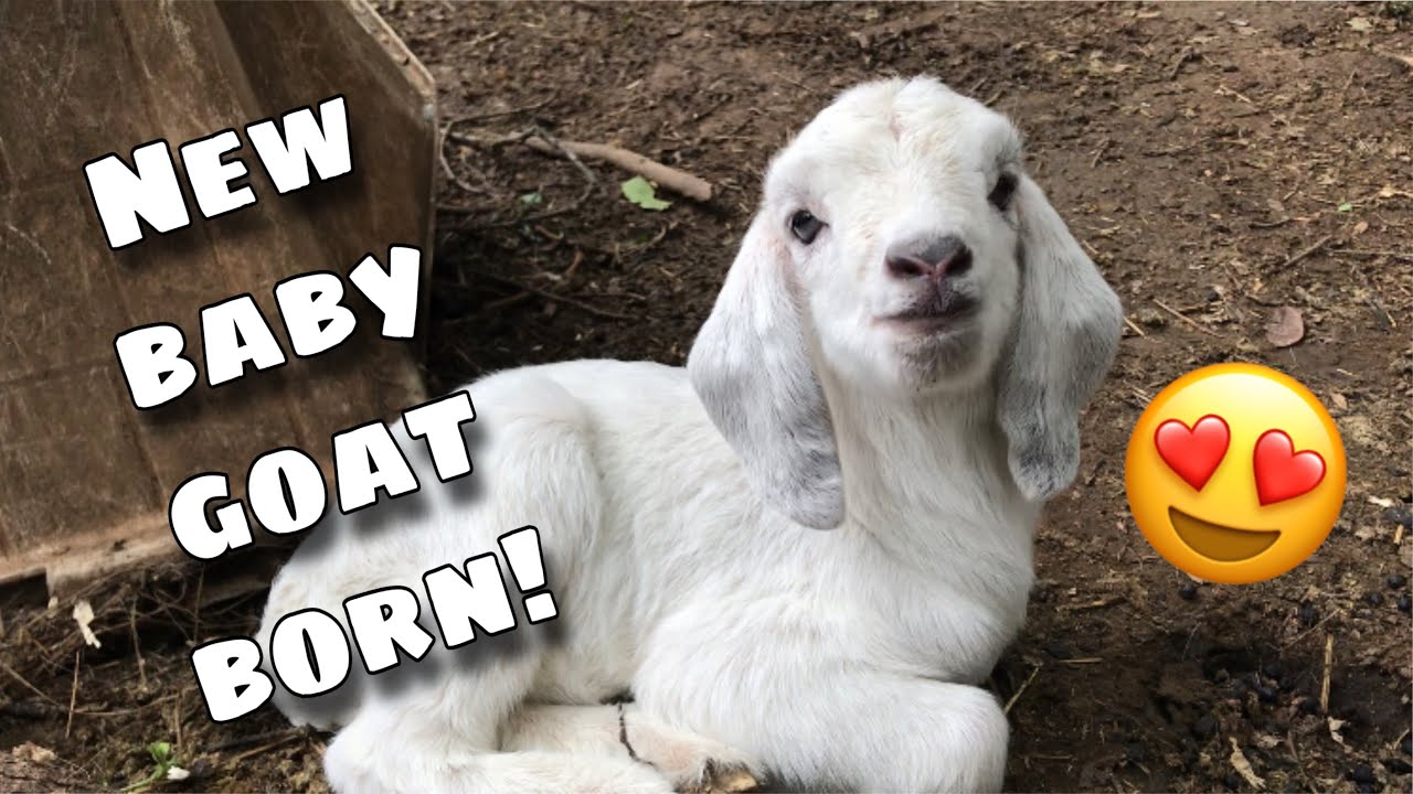 The CUTEST Baby Goat of the Year Is Born! 😍 My YOUNGEST Doe Kidded Unplanned... Who's the Father?? 🐐