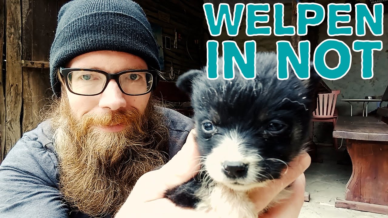 Welpen in Not🐶 || undweg2016 - unser Leben in Bulgarien