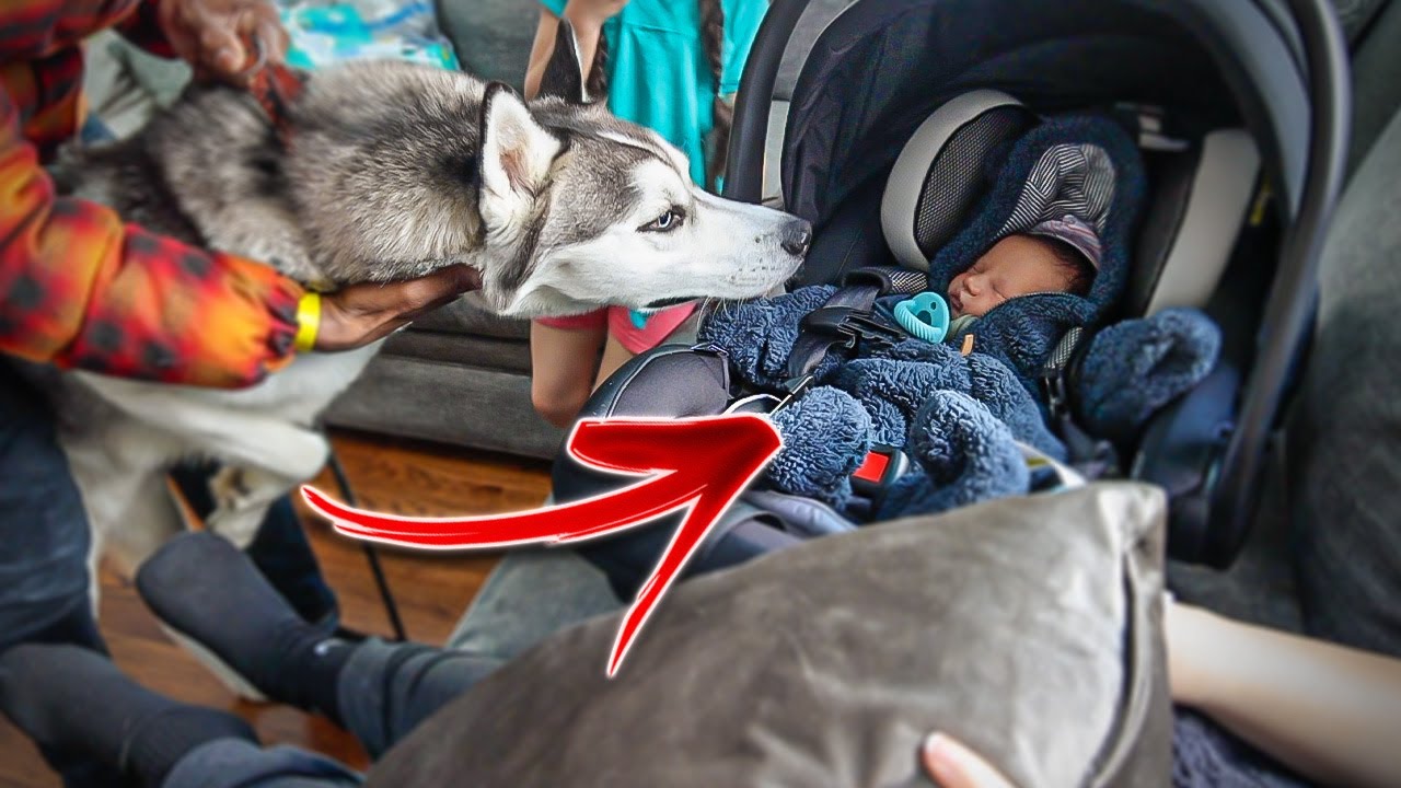 BABY Meet Husky For The FIRST TIME *We Did Not Expect This*