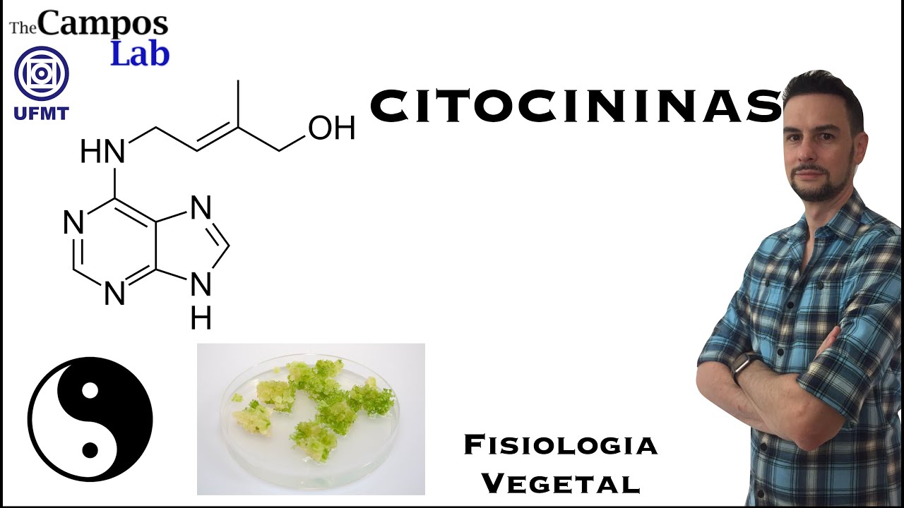 Citocininas (3/3): Biossíntese e Sinalização