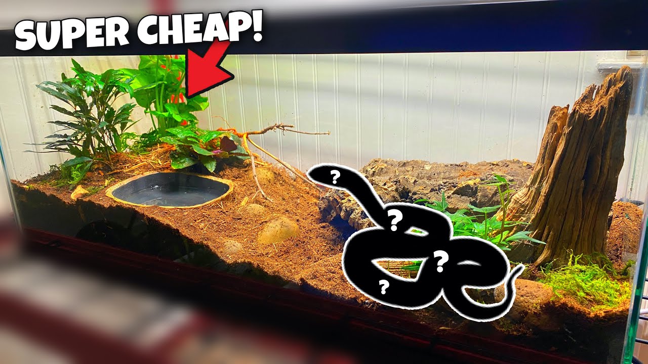 Corn Snake Setup (CHEAP AND EASY!)