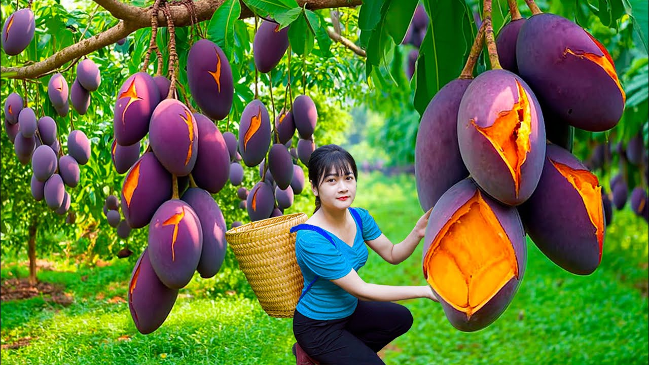 Ly Trieu Ca: Amazing Harvest Giant Rare Mangoes - Homemade Beef Bagels | Traditional Village Recipe