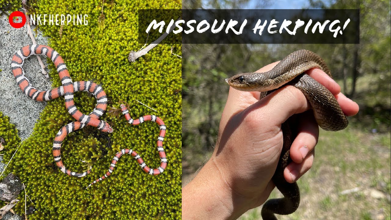 Hognose Snake, Glass Lizard, Milksnakes, and TONS of Speckled Kings! Insane Missouri Herping!