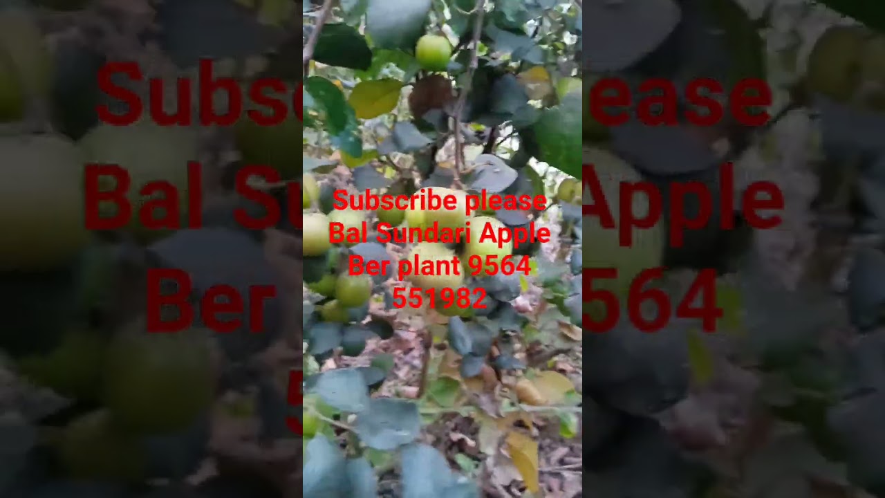 Bal Sundari Apple Ber plant