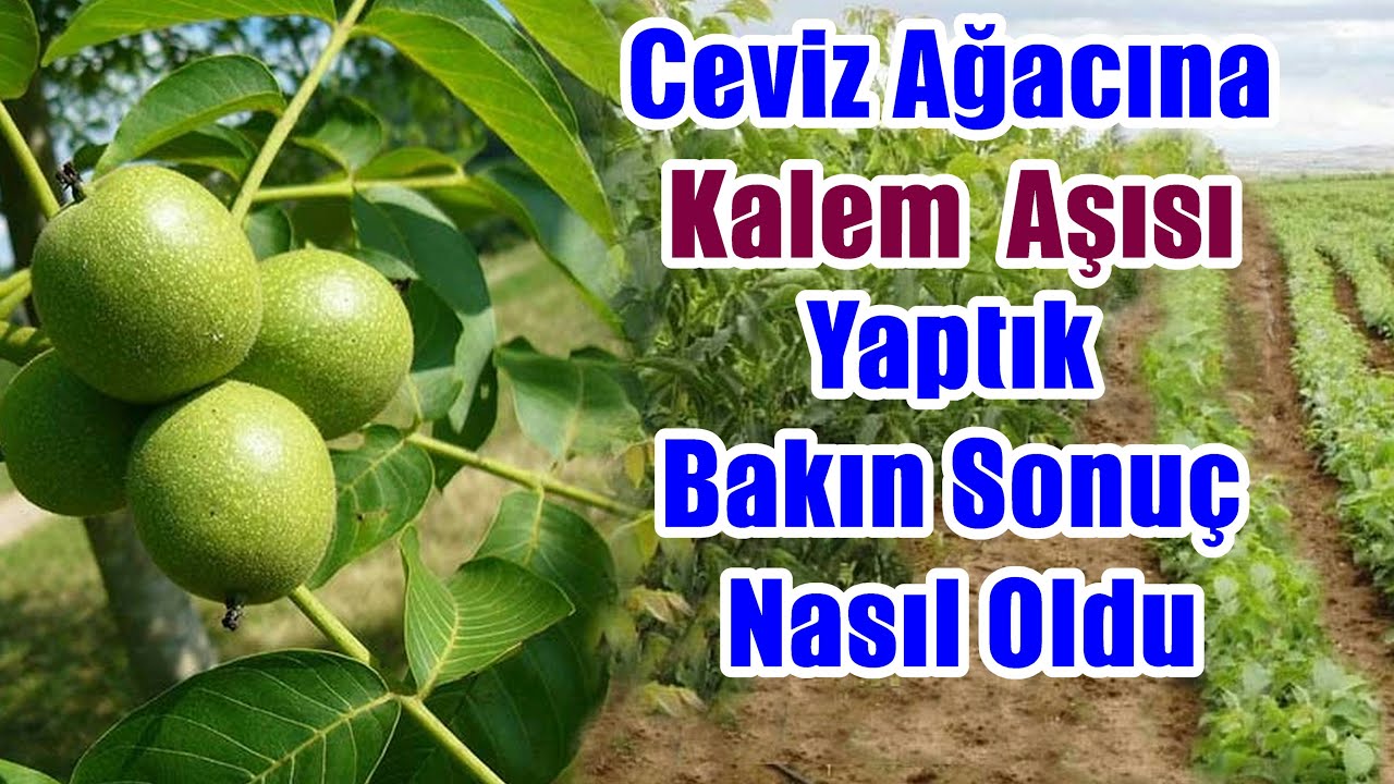 Cevizde kalem aşı uygulaması - Ceviz nasıl aşılanır
