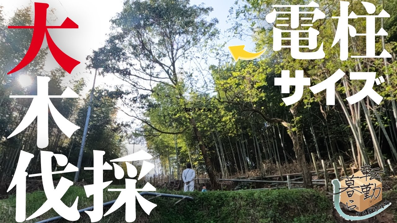 【激変】裏山開拓最後の邪魔者の大木を米寿の隣人がスパッと伐採してくれた日【１８話】