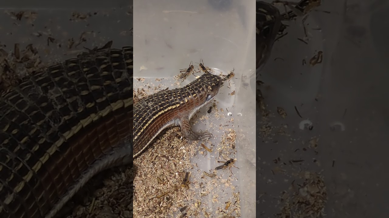 Schildechse 💛 | 🐍 Viking Reptiles 