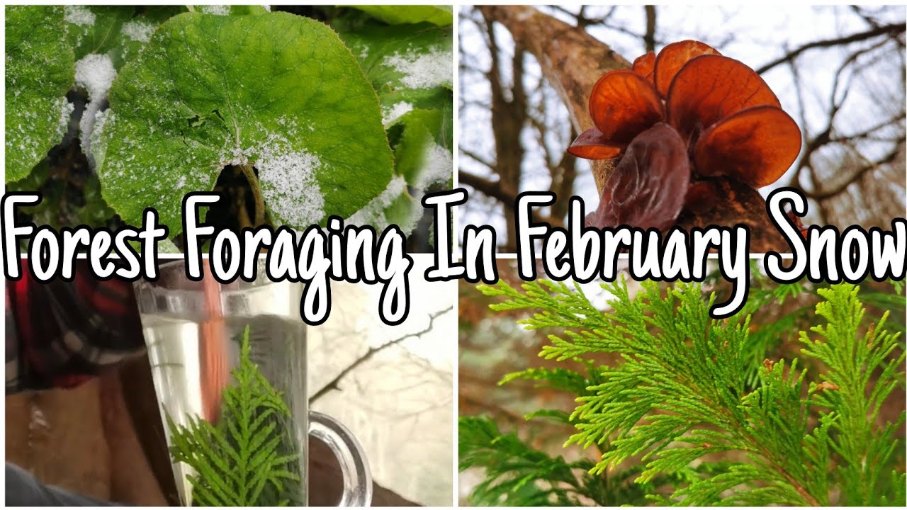 Foraging Walk In February Forest Snow🌨️