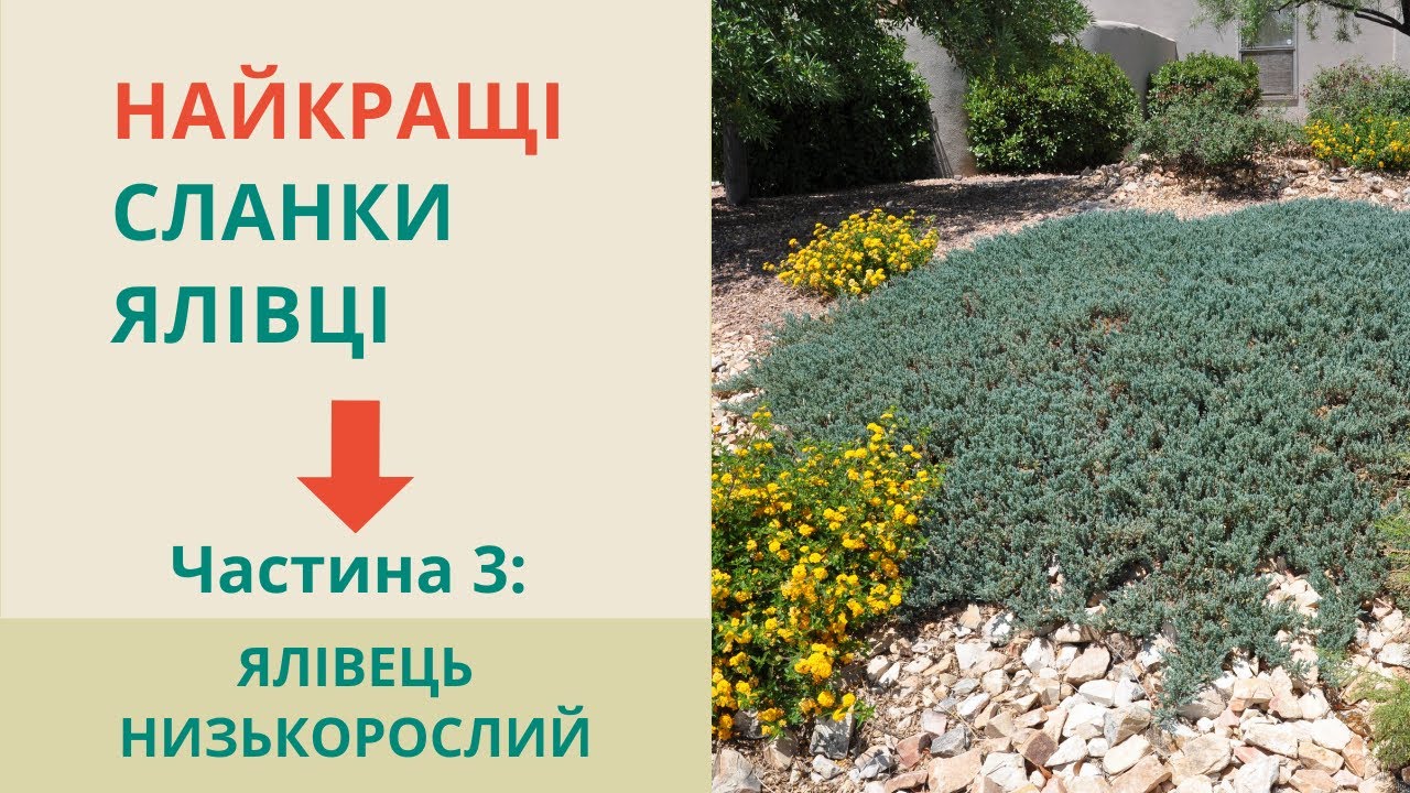 МОЖЖЕВЕЛЬНИК ГРУНТОПОКРЫВНОЙ - сорта и идеи использования. Стелющиеся можжевельники как газон.