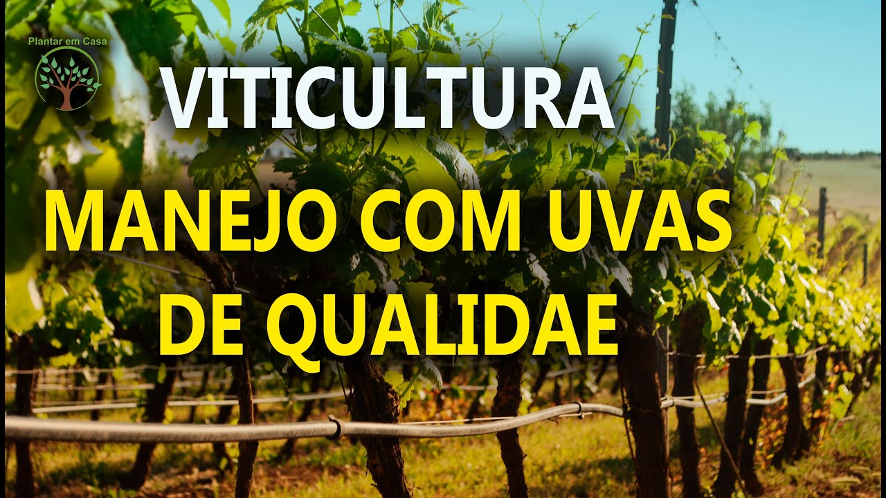 Uva de Qualidade, Cuidados especiais antes da Colheita com Sergio Semerdjian