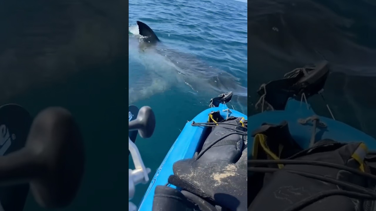 Брат катался на байдарке с акулой&hellip; 😳🦈 #рыбалка #акула