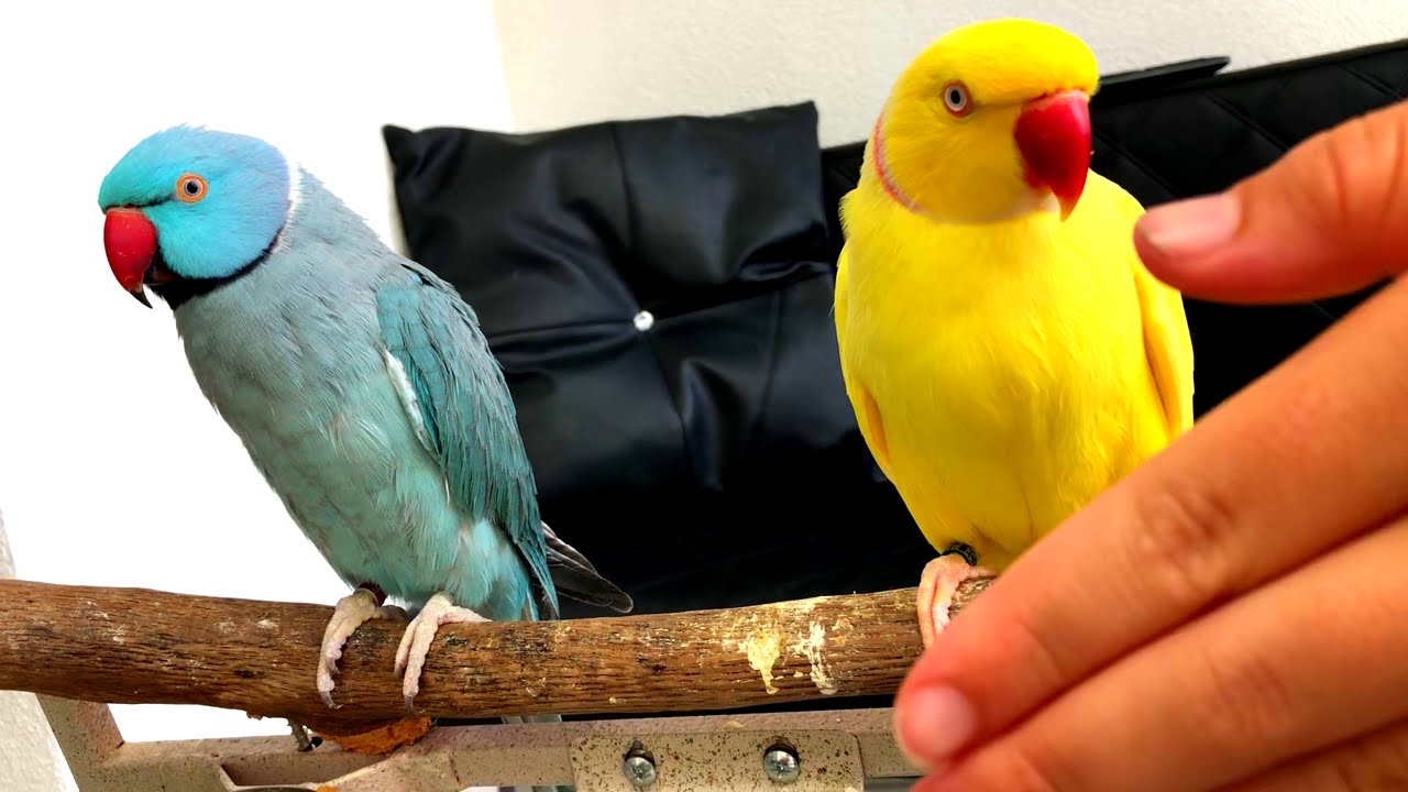 Pratende halsbandparkiet - Talking Ringneck Parrots (indian) mutation Part 6