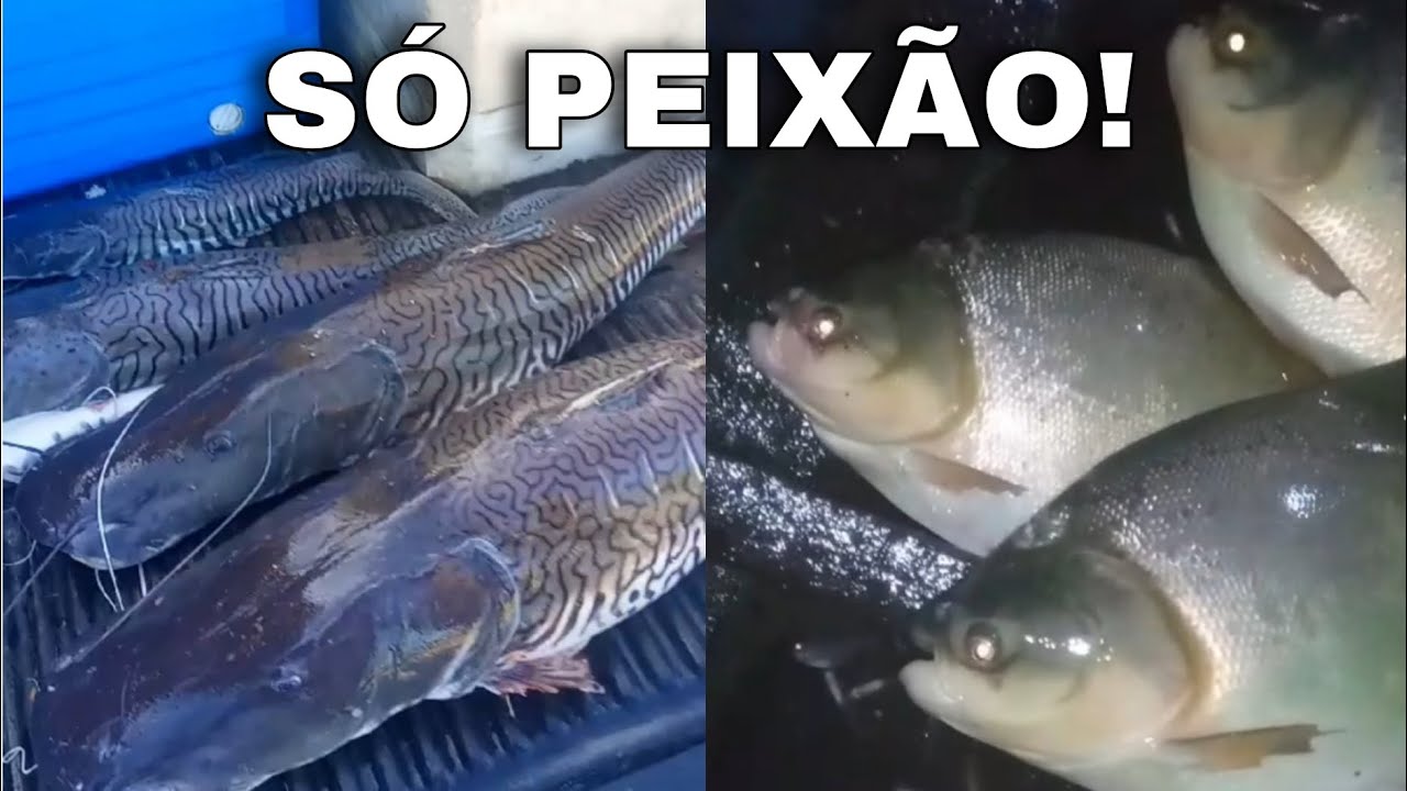 Mais uma pescaria abençoada. desse vez só peixe bruto