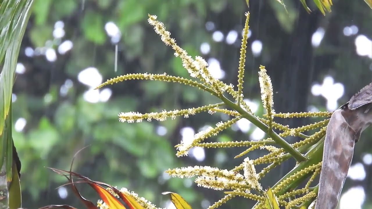 (Relaxing)เสียงฝนริน เสียงธรรมชาติ #4